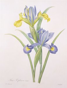 Iris xiphium, variety, engraved by Langlois, from 